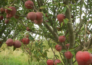 «Шамшырақтың» жаңа қадамы