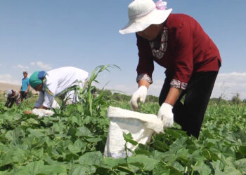 «Шамшырақтың» жаңа қадамы