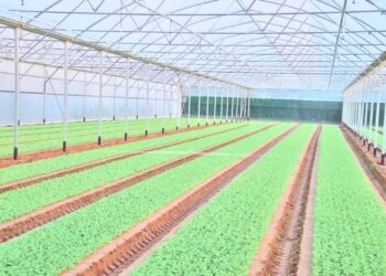 Шымкентте 136 гектар агро-индустриалды аймақтың құрылысы басталды