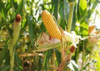 Жүгері дақылын ғылыми негізде өсірудің тиімділігі мол