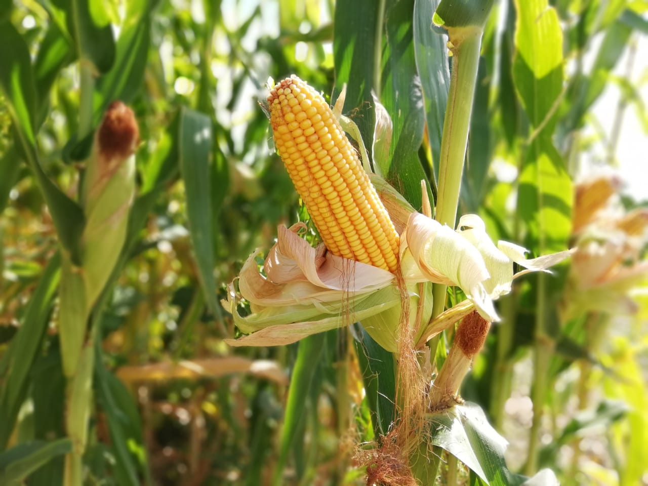 Әжесі өз мысығын көрсетеді