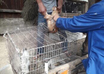 ШЫМКЕНТТЕ ҮЙ ҚҰСТАРЫНА ЕКПЕ ЕГУ ЖҰМЫСТАРЫ ЖҮРІП ЖАТЫР