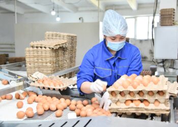 Шымкент: 8 айда 100 милионнан астам жұмыртқа өндірілді