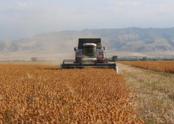 Түлкібастық шаруалар 14 мың тоннадан астам мақсары өнімін жинап отыр