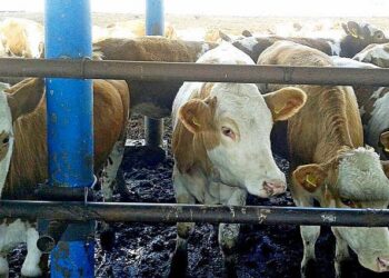 Түлкібас ауданында сүт бағытындағы асыл тұқымды мал басы көбеюде