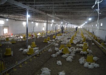 Түркістан: Кентауда күніне жарты тонна құс етін өндіретін қожалық жұмыс істейді