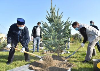 Шымкент: Тәуелсіздік саябағына сәндік ағаштар отырғызылды