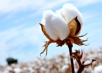 Елімізде мақтаны сатып алу бағасы бекітілді