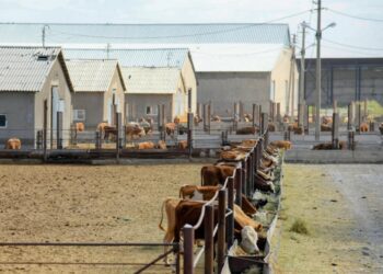 Шымкентте ірі қара малды асылдандыратын 13 бекет жұмыс жасайды