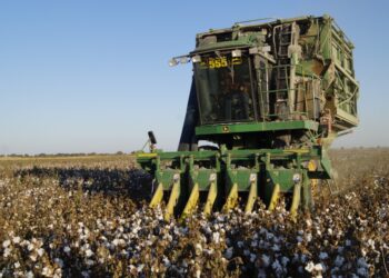 Кентауда тоқыма өндірісіне арналған мақтаның «ТҮРКІСТАН» сорты өсіріледі