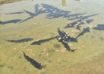 ТҮЛКІБАСТА БАЛЫҚ ШАРУАШЫЛЫҒЫ ҚАРҚЫНДЫ ДАМЫП КЕЛЕДІ