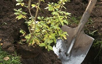 Шымкент: Абай ауданында 4 мыңға жуық отбасы тас көмірмен қамтамасыз етілді