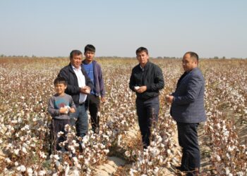 Түркістан: Мақтааралдық диқандар егістік басында дауыс берді