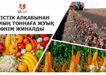 ШЫМКЕНТ: ЕГІСТІК АЛҚАБЫНАН 60 МЫҢ ТОННАҒА ЖУЫҚ ӨНІМ ЖИНАЛДЫ