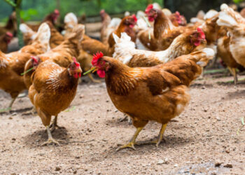 Түркістан облысында құс тұмауынан қауіп жоқ