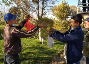 Шымкент: Орман тұқымбағында көктемге дайындық жүріп жатыр