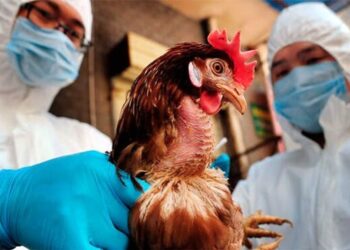 ШЫМКЕНТТЕ ҚҰС ТҰМАУЫ АУРУЫ ТІРКЕЛГЕН ЖОҚ