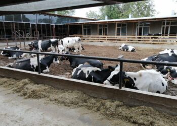 Шымкентте 1 сиыр тәулігіне 24 литр сүт береді