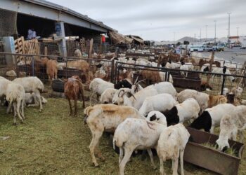 Түркістан облысында мал базарлардың жұмыс істеуіне рұқсат берілді