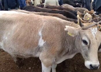 Түркістан облысында мал базарлардың жұмыс істеуіне рұқсат берілді