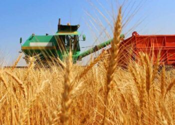 ШЫМКЕНТТЕ ЕГІСТІК АЛҚАПТАРЫНАН 60 МЫҢ ТОННАҒА ЖУЫҚ ӨНІМ ЖИНАЛДЫ