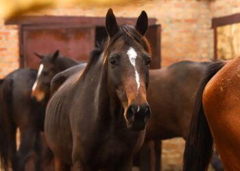 ТҮРКІСТАН:  ТҮЛКІБАС АУДАНЫНДА ЖЫЛҚЫ БАСЫ КӨБЕЮДЕ