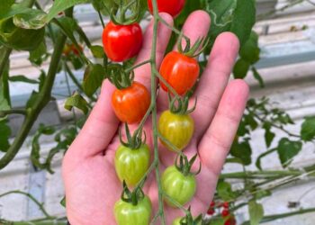 Ауылшаруашылық саласындағы инвестиция көлемі 7,3 млрд теңгеге жетті