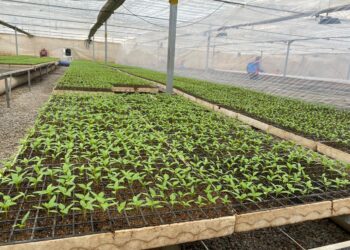 ШЫМКЕНТ ҚАЛАСЫ ӨЗ ГҮЛДЕРІН ӨСІРУДЕ