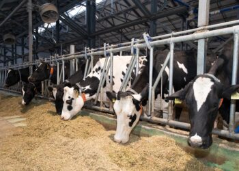 Ордабасы ауданында 379 мал бордақылау алаңы жұмыс істейді