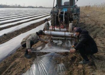  ЖЕТІСАЙЛЫҚ ДИҚАНДАР ҚЫРЫҚҚАБАТ ЕГУДІ БАСТАДЫ