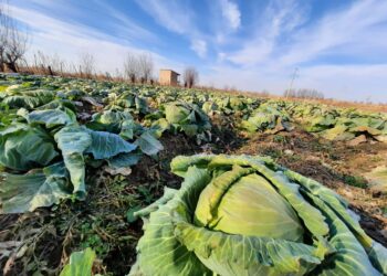 Келестік диқандар жылына үш рет өнім алуда