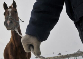 Түркістан облысында мал ұрлығының алдын алу бойынша рейдтік жұмыстар жүргізілуде
