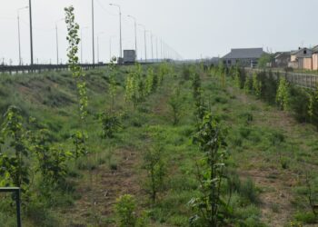 ТҮРКІСТАН ҚАЛАСЫНДА 2020 ЖЫЛЫ 160 МЫҢНАН АСА ТҮП АҒАШ ЕГІЛГЕН