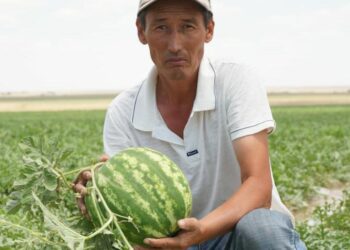 КЕЛЕС АУДАНЫ РЕКОРД ОРНАТТЫ