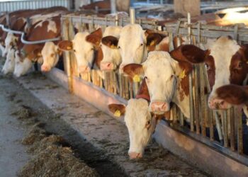 «Зертас» шаруа қожалығында 1000 тоннадан аса сүт өндіріледі