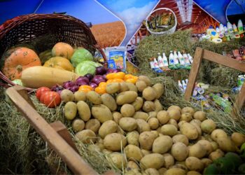 Сарыағаш ауданында егістік алқабы 70 мың гектарға жеткізілмек