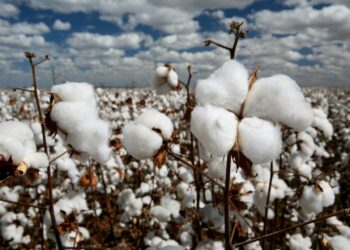 Мақтаарал ауданында 100 мың тоннаға жуық мақта жиналды