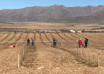 Түлкібас ауданында 50 гектар аумаққа алма көшеттері отырғызылуда