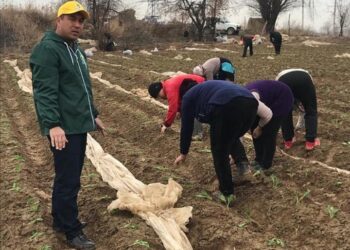 Сарыағаш ауданында егін егу науқаны басталды