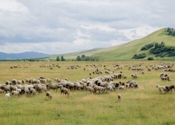 Түркістан облысында жайылым жердің көлемі 742 мың гектарға артады