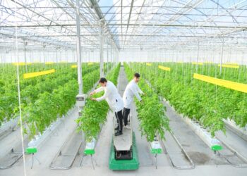 Шымкентте жылыжай кешендеріне мемлекеттік қолдау көрсетіліп жатыр