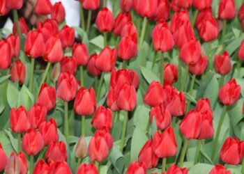 ТҮРКІСТАНДА «ПРЕЗИДЕНТ НАЗАРБАЕВ» ҚЫЗҒАЛДАҒЫ ӨСІРІЛУДЕ