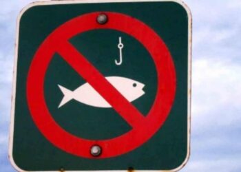 ТҮРКІСТАН: ЗАҢСЫЗ БАЛЫҚ АУЛАҒАНДАР ҰСТАЛДЫ