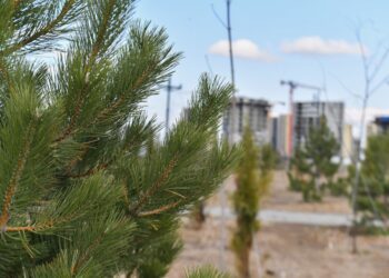 Түркістан жасыл шаһарға айналуда