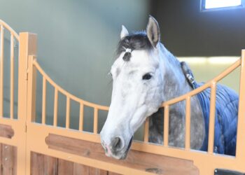 ТҮРКІСТАНҒА ФРАНЦИЯДАН АСЫЛ ТҰҚЫМДЫ ЖЫЛҚЫЛАР ЖЕТКІЗІЛДІ