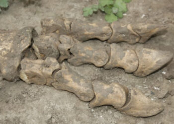 Өзбекстандық шаруа динозавр сүйектерін тапты