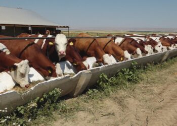 Түлкібаста 3 мыңнан астам шаруа қожалық бар