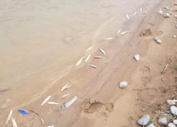 Түркістан облысындағы Бадам өзенінде балық қырылып жатыр