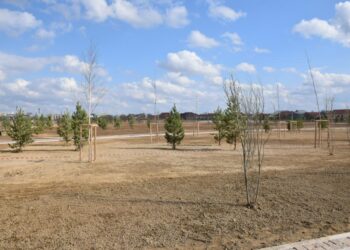 Қалалық саябақта 10 мыңнан аса ағаш егілді