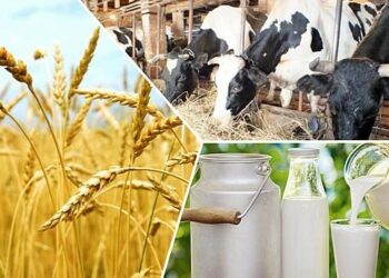 ТҮРКІСТАН ОБЛЫСЫ ІРІ ҚАРА МАЛ ЕТІН ЭКСПОРТТАУДАН РЕСПУБЛИКАДА КӨШ БАСЫНДА